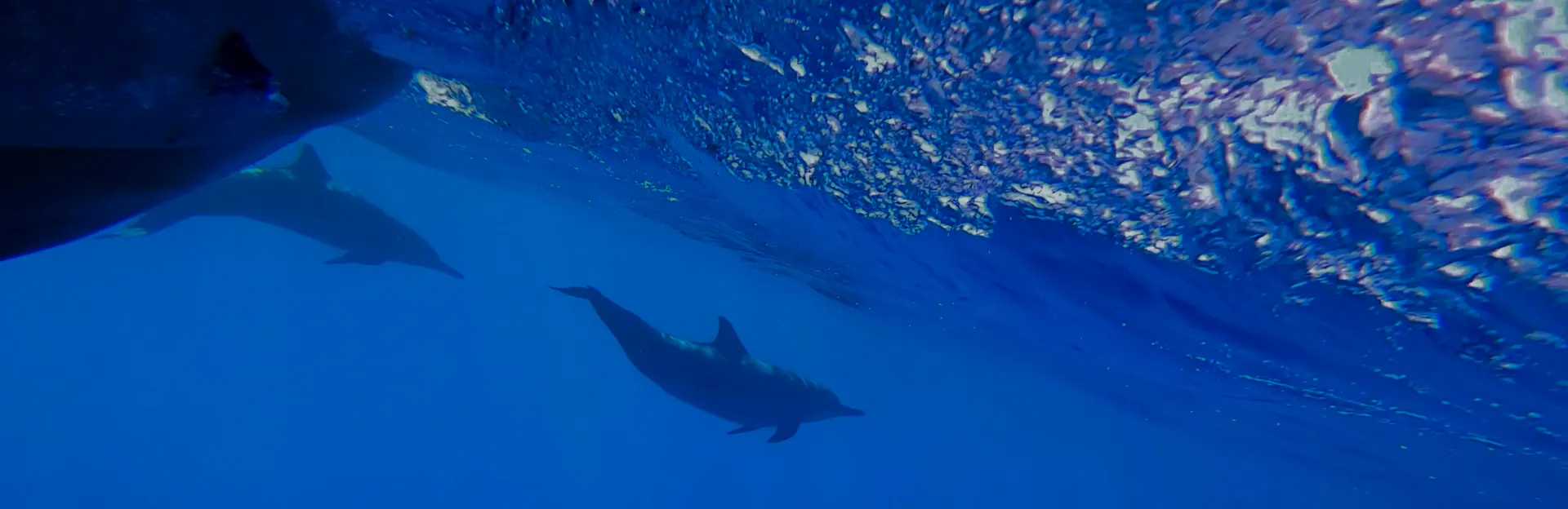 Tahiti Blue